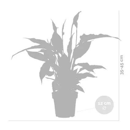 Spathiphyllum 'Torelli' - Lepelplant - Kamerplant - Luchtzuiverend - ⌀12 cm - ↕35-45 cm 4