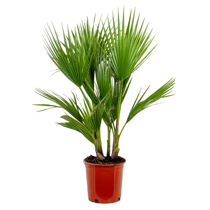 Washingtonia Robusta - Mexicaanse Waaierpalm - Palm - Groenblijvend - ⌀21 cm – ↕80-100 cm