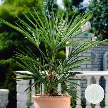 Washingtonia Robusta - Mexicaanse Waaierpalm - Palm - Groenblijvend - ⌀21 cm – ↕80-100 cm 2