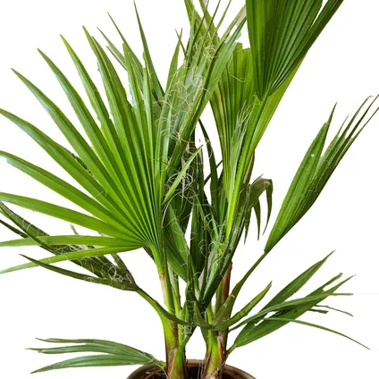 Washingtonia Robusta - Mexicaanse Waaierpalm - Palm - Groenblijvend - ⌀21 cm – ↕80-100 cm 3