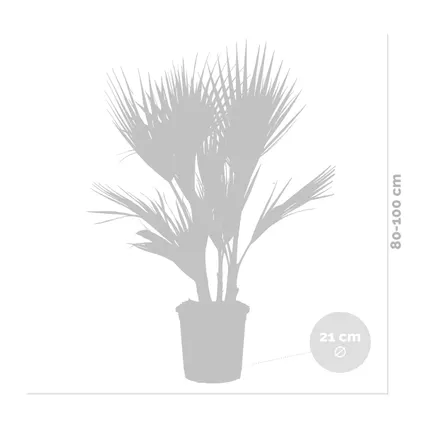 Washingtonia Robusta - Mexicaanse Waaierpalm - Palm - Groenblijvend - ⌀21 cm – ↕80-100 cm 4