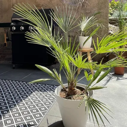 Washingtonia Robusta - Mexicaanse Waaierpalm - Palm - Groenblijvend - ⌀21 cm – ↕80-100 cm 5