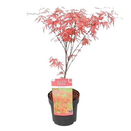 Acer 'Amagi Shigure' – Érable du Japon – Arbuste – Peu d'entretien – ⌀ 13cm - ↕ 25-35cm