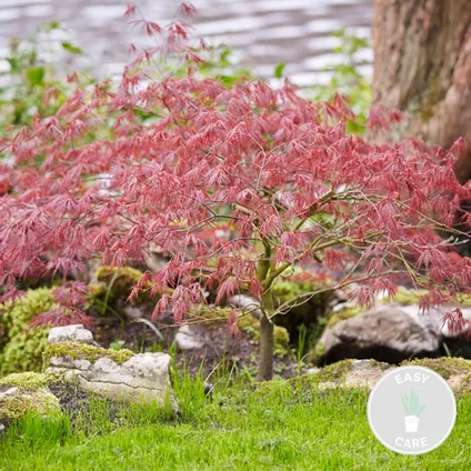 Acer 'Amagi Shigure' – Érable du Japon – Arbuste – Peu d'entretien – ⌀ 13cm - ↕ 25-35cm 2