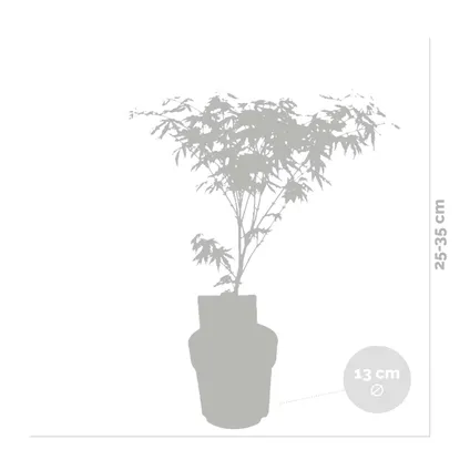 Acer 'Amagi Shigure' – Japanse Esdoorn – ⌀13cm - ↕ 25-35cm 3