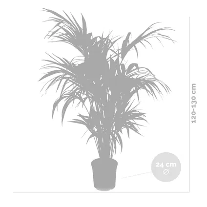 Howea forsteriana - Kentiapalm - ⌀24 cm - ↕120-130 cm 5