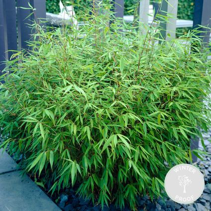 Fargesia rufa - Bambou - Plante de jardin - Rustique – ⌀23 cm - ↕60-70 cm