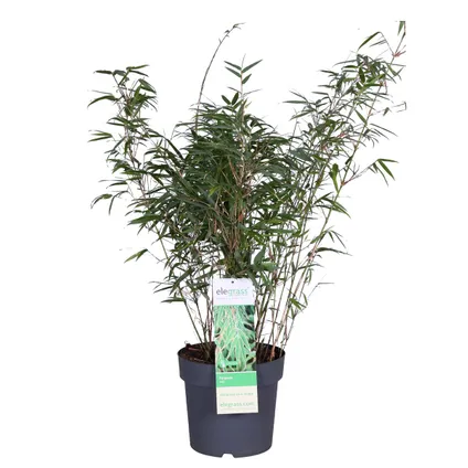 Fargesia rufa - Bambou - Plante de jardin - Rustique – ⌀23 cm - ↕60-70 cm 2