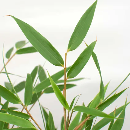 Fargesia rufa – Bamboe – Tuinplant – Winterhard - ⌀23 cm - ↕60-70 cm 3