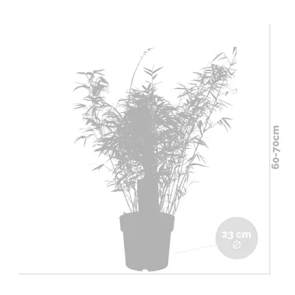 Fargesia rufa – Bamboe – Tuinplant – Winterhard - ⌀23 cm - ↕60-70 cm 4
