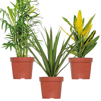 3x Mélange de plantes d'intérieur tropicales – Dracaena-Chamaedorea-Codiaeum – ⌀12 cm - ↕ 25-40 cm