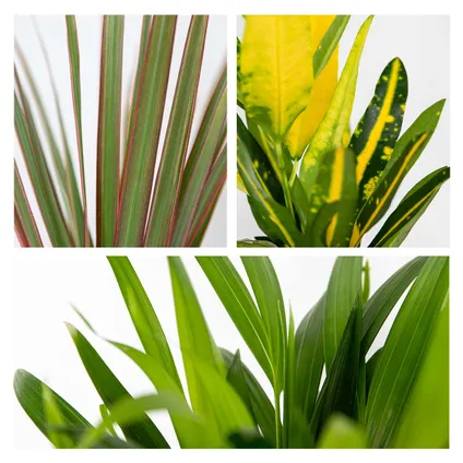 3x Mélange de plantes d'intérieur tropicales – Dracaena-Chamaedorea-Codiaeum – ⌀12 cm - ↕ 25-40 cm 6