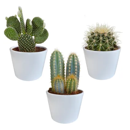 3x Cactus Mix - Vetplant - Kamerplant - Witte potten - ⌀10.5 cm