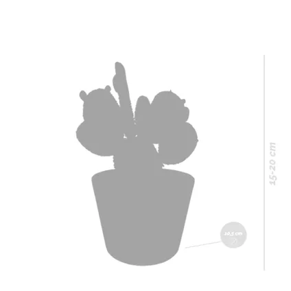 3x Cactus Mix - Vetplant - Kamerplant - Witte potten - ⌀10.5 cm 2
