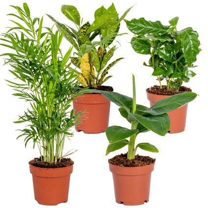 4x Tropische kamerplanten mix – Musa-Chamaedorea-Codiaeum-Coffea – Luchtzuiverend – ⌀12cm-↕25-40cm