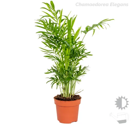 4x Tropische kamerplanten mix – Musa-Chamaedorea-Codiaeum-Coffea – Luchtzuiverend – ⌀12cm-↕25-40cm 3