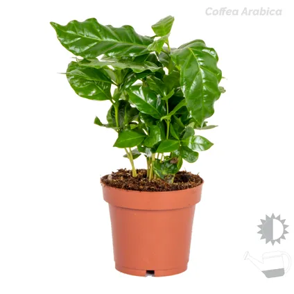 4x Tropische kamerplanten mix – Musa-Chamaedorea-Codiaeum-Coffea – Luchtzuiverend – ⌀12cm-↕25-40cm 4