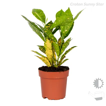 4x Tropische kamerplanten mix – Musa-Chamaedorea-Codiaeum-Coffea – Luchtzuiverend – ⌀12cm-↕25-40cm 5