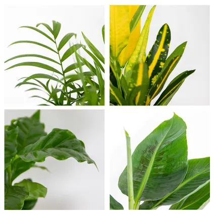 4x Tropische kamerplanten mix – Musa-Chamaedorea-Codiaeum-Coffea – Luchtzuiverend – ⌀12cm-↕25-40cm 7