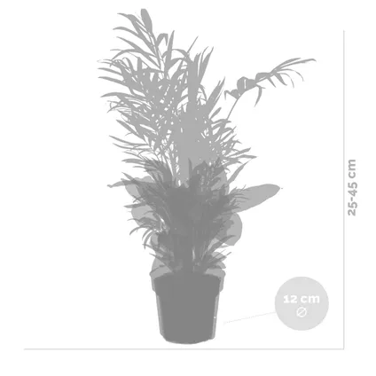 4x Tropische kamerplanten mix – Musa-Chamaedorea-Codiaeum-Coffea – Luchtzuiverend – ⌀12cm-↕25-40cm 9