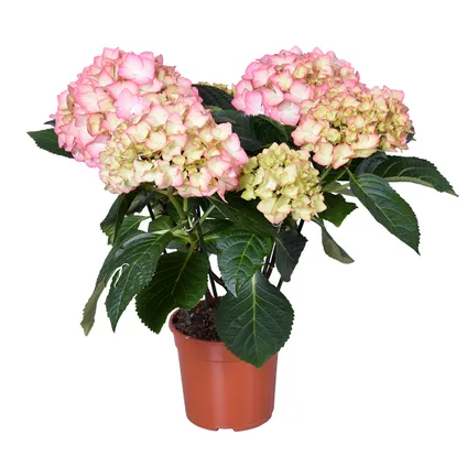 Hydrangea macrophylla 'Early Rosa' – Hortensia – ⌀14 cm - ↕30-40 cm 2