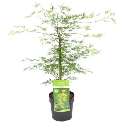 Acer palmatum 'Emerald Lace' – Érable du Japon – Arbuste - Rustique – ⌀19 cm - ↕60-70 cm