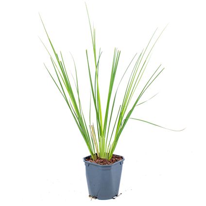 2x XL Cortaderia 'Pumila' - Buitenplant in kwekerspot ⌀17 cm - ↕25 cm