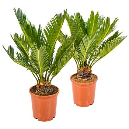 2x Cycas Revoluta – Vredespalm – Palm – Onderhoudsvriendelijk - ⌀12 cm - ↕30-40 cm