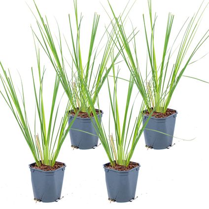 4x XL Cortaderia 'Pumila' - Buitenplant in kwekerspot ⌀17 cm - ↕25 cm