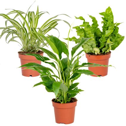 3x Badkamerplanten Mix – ⌀12 cm - ↕ 25-45 cm