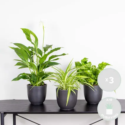 3x Badkamerplanten Mix – ⌀12 cm - ↕ 25-45 cm 2