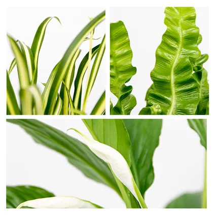 3x Badkamerplanten Mix – ⌀12 cm - ↕ 25-45 cm 3