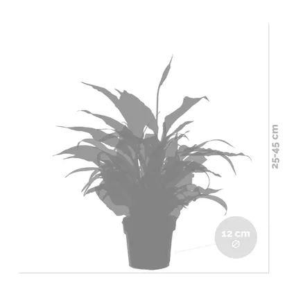 3x Badkamerplanten Mix – ⌀12 cm - ↕ 25-45 cm 5