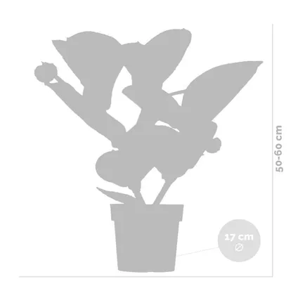 Medinilla magnifica 'Flamenco' – Trosbloem – Kamerplant – Onderhoudsvriendelijk – ⌀17 cm - ↕50-60 cm 5