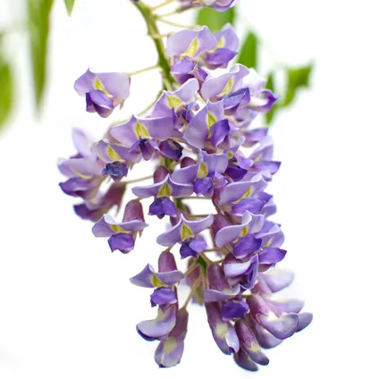 Wisteria sinensis Prolific – Blauwe regen – Klimplant – Onderhoudsvriendelijk - ⌀15 cm - ↕60-70 cm 3