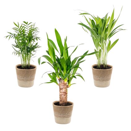 3x Tropische Palmen Mix Incl. Jute Mand – Onderhoudsvriendelijk - ⌀12 cm - ↕20-45 cm