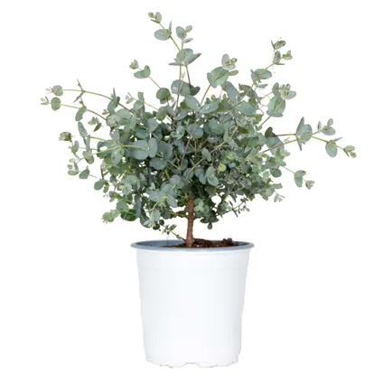 Eucalyptus gunnii - Gomboom - Heester - Groenblijvend - ⌀14 cm - ↕25-35 cm