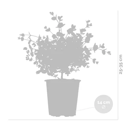 Eucalyptus gunnii - Gomboom - Heester - Groenblijvend - ⌀14 cm - ↕25-35 cm 5