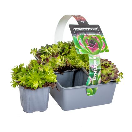 6x Sedum Mix – Rotsplanten – Bodembedekker – Onderhoudsvriendelijk – ⌀7 cm - ↕5-8 cm