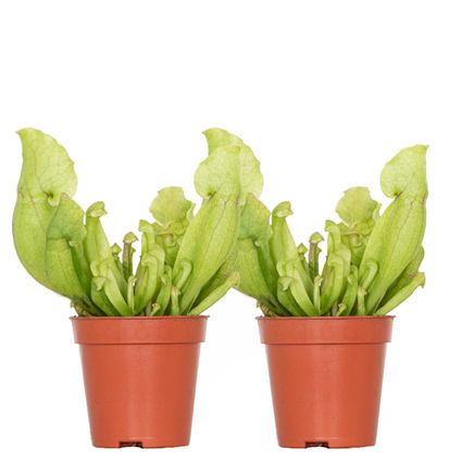 2x Sarracenia 'Juthatip Soper' – Vleesetende plant – Onderhoudsvriendelijk –⌀6 cm–↕05-10 cm