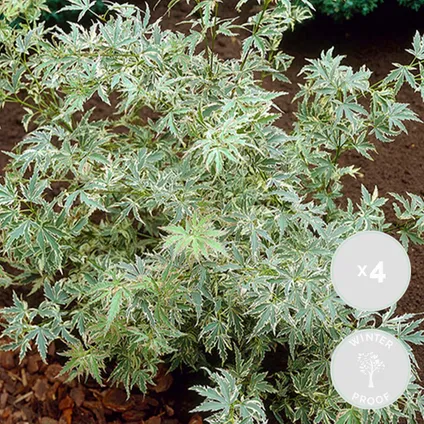 4x Acer palmatum 'Butterfly' – Japanse Esdoorn – Heester – Winterhard - ⌀10,5 cm - ↕25-30 cm 2