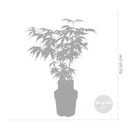 4x Acer palmatum 'Butterfly' – Japanse Esdoorn – Heester – Winterhard - ⌀10,5 cm - ↕25-30 cm 3