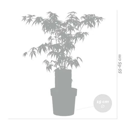 Acer palmatum 'Atropurpureum' - Érable du Japon - Arbuste - Rustique – ⌀19 cm - ↕55-65 cm 3