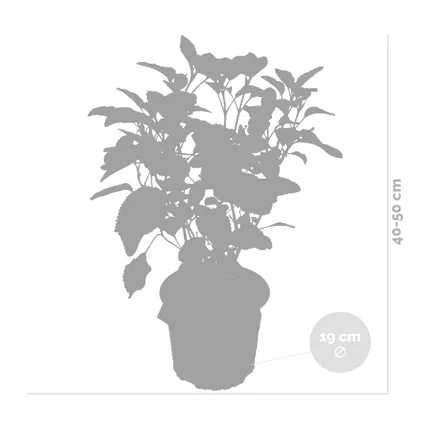 Hydrangea 'Strong Annabelle' - Hortensia - ⌀19 cm - ↕40-50 cm 3