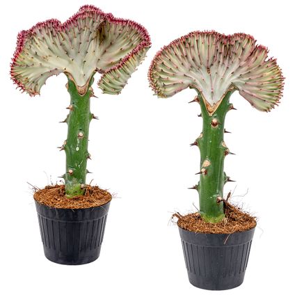 Euphorbia Lactea 'Cristata' - Cactus 2 pièces - Pot pour plantes d'intérieur et pépinière ⌀11 cm - ↕30 cm
