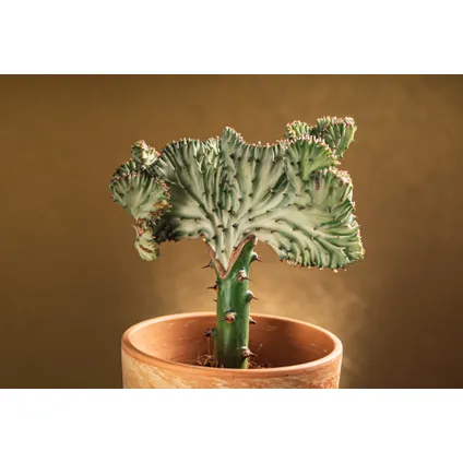 Euphorbia Lactea 'Cristata' | Cactus per 2 stuks - Kamerplant in kwekerspot ⌀11 cm - ↕30 cm 2