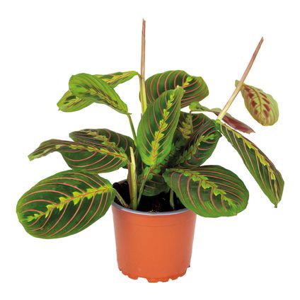 Maranta Tricolor – Gebedsplant – Kamerplant – Luchtzuiverend – ⌀12cm –↕10-15 cm