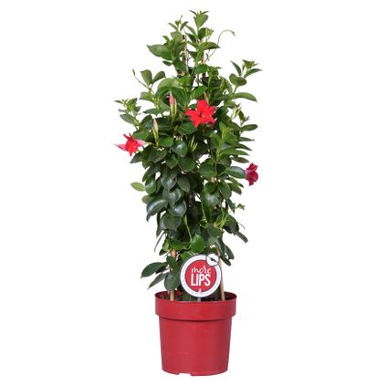 Mandevilla Sundaville - Chileense Jasmijn - Klimplant - Rood - ⌀19 cm - ↕65-75 cm