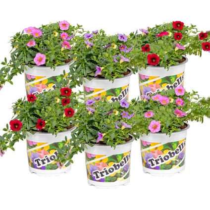 6x Calibrachoa mix - Kleinbloemige Petunia- Eénjarige plant - Bij-vriendelijk - ⌀10.5 cm - ↕10-15 cm 2