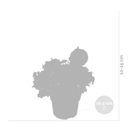 6x Calibrachoa mix - Kleinbloemige Petunia- ⌀10.5 cm - ↕10-15 cm 4